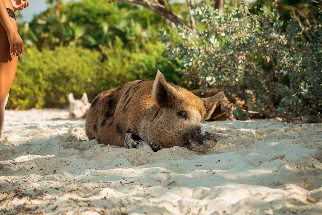 Sleeping pig on Pig Beach, Bahamas.

If you find my photos useful, please consider subscribing to me on YouTube for the occasional photography tutorial and much more - https://bit.ly/3smVlKp - I'd greatly appreciate it!