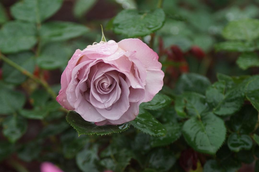 Rose from Euroflora 2018