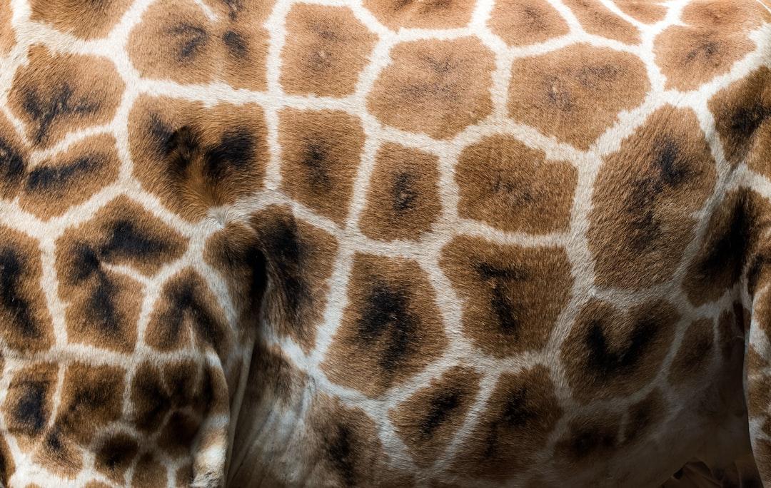 Giraffe pattern. The side of a Rothschild’s giraffe showing the pattern/camouflage. The pattern works well as camouflage in the trees.