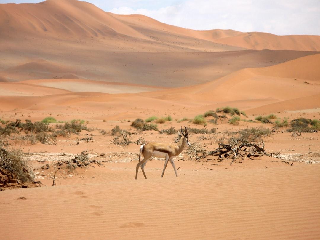 LIfe in the Namibian desert