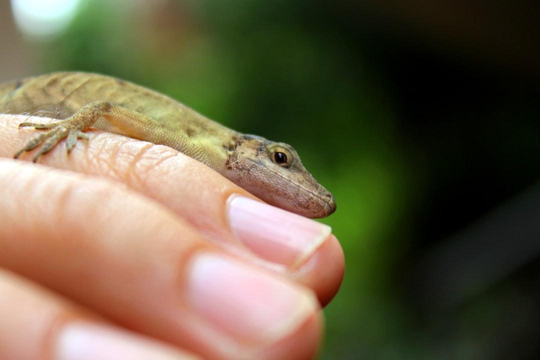 selective focus photography of reptile on person's fingers