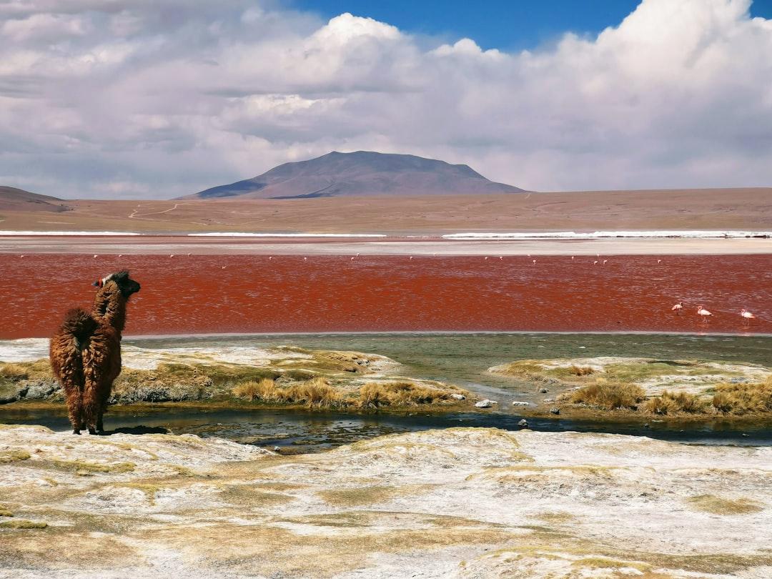 brown lama facing body of water