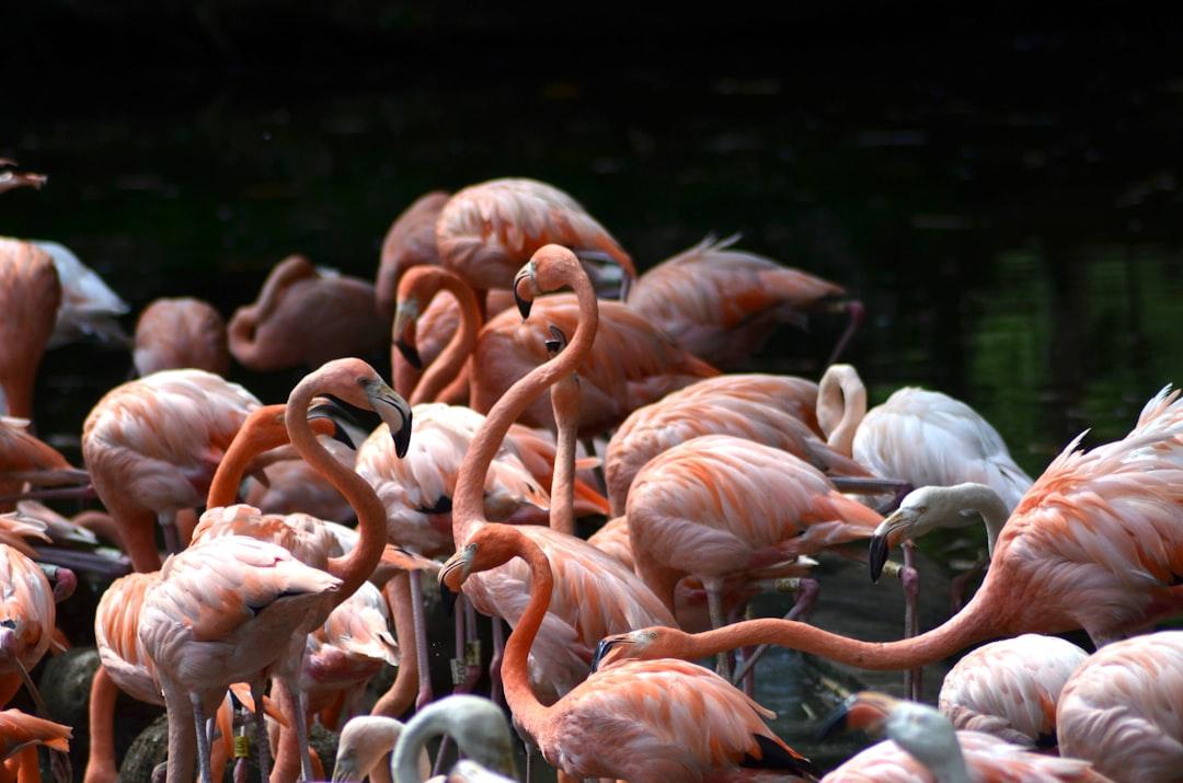 A beautiful group of flamingoes taking the sun in a warm day at the zoo