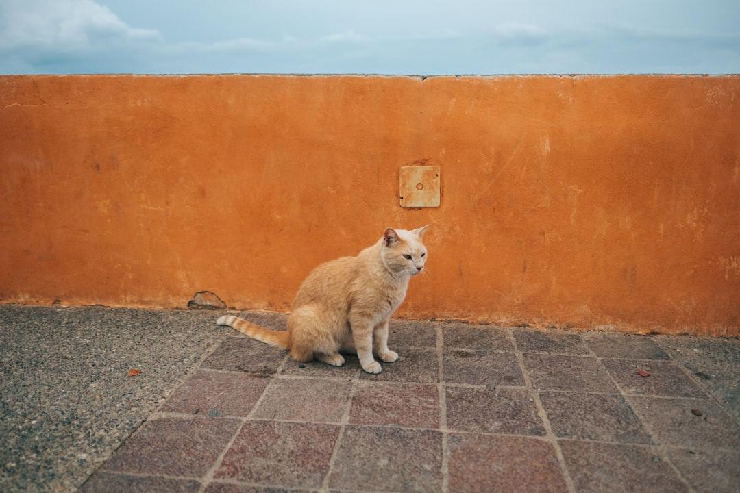orange tabby cat on floor near wall