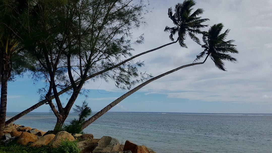 Cyclone swept coconut trees - laid back...