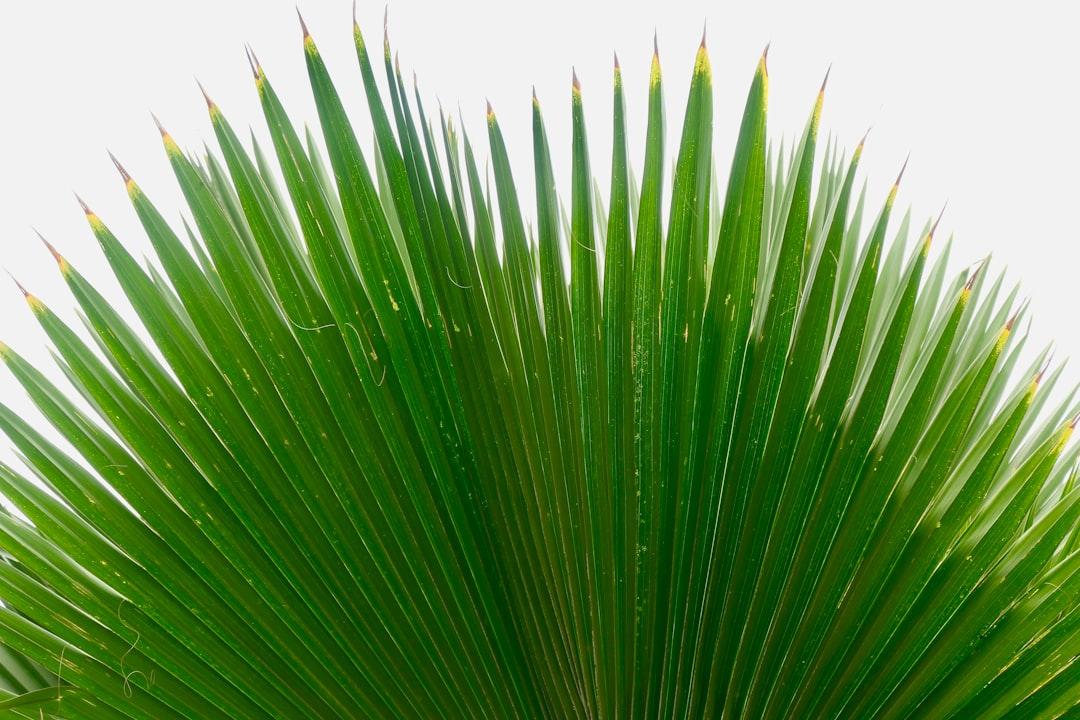 palm leaf
