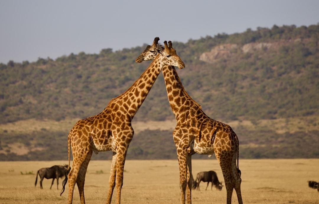 Giraffes crossing heads taken on safari in Tamzania. 