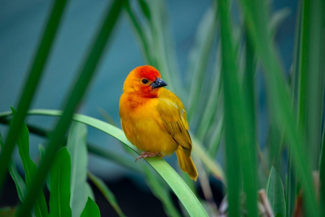 A curious orange-yellow coloured bird resting on a leaf