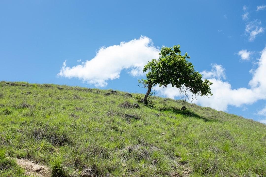 Lonely tree on mountain