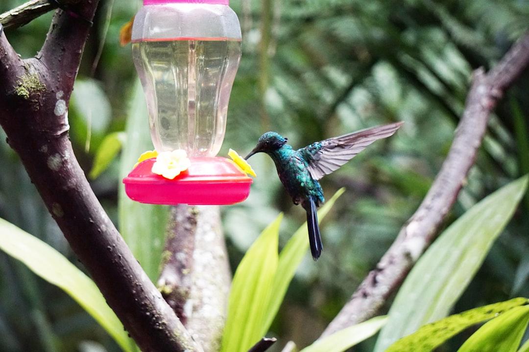 green and blue humming bird