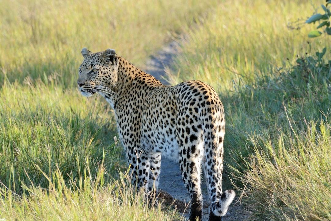 A leopard hunting in the Okavanga Delta, Botswana 