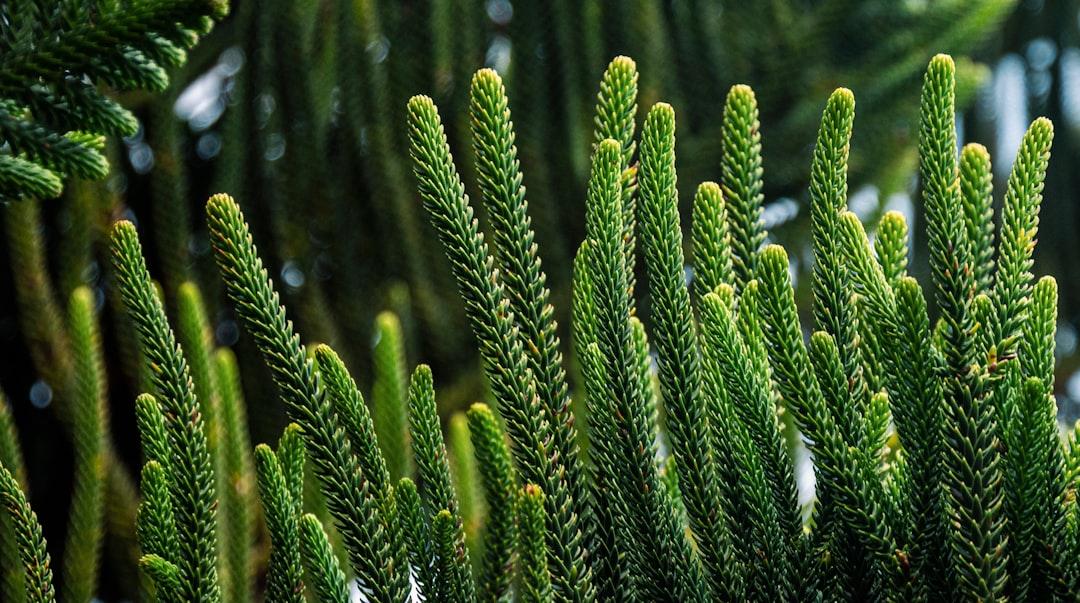 Norfolk Island pine (Araucaria heterophylla)