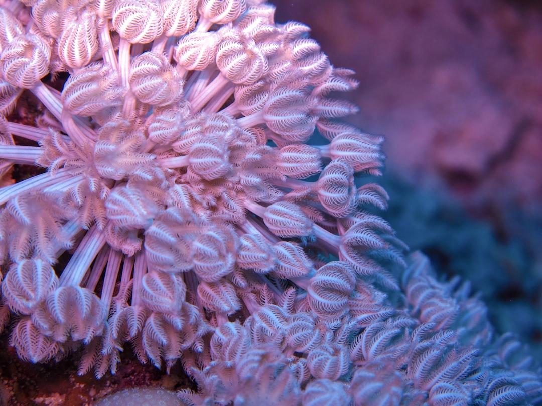 white and brown coral reef