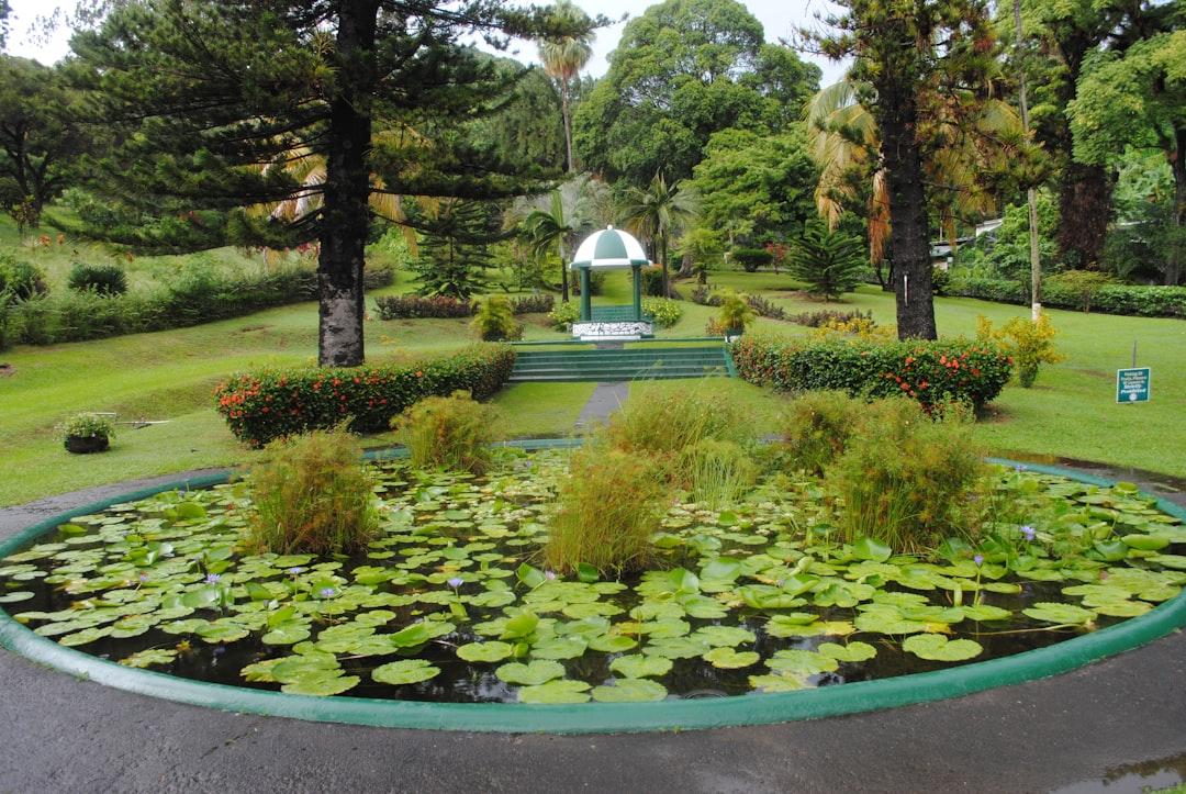 Botanical Gardens at Kingstown