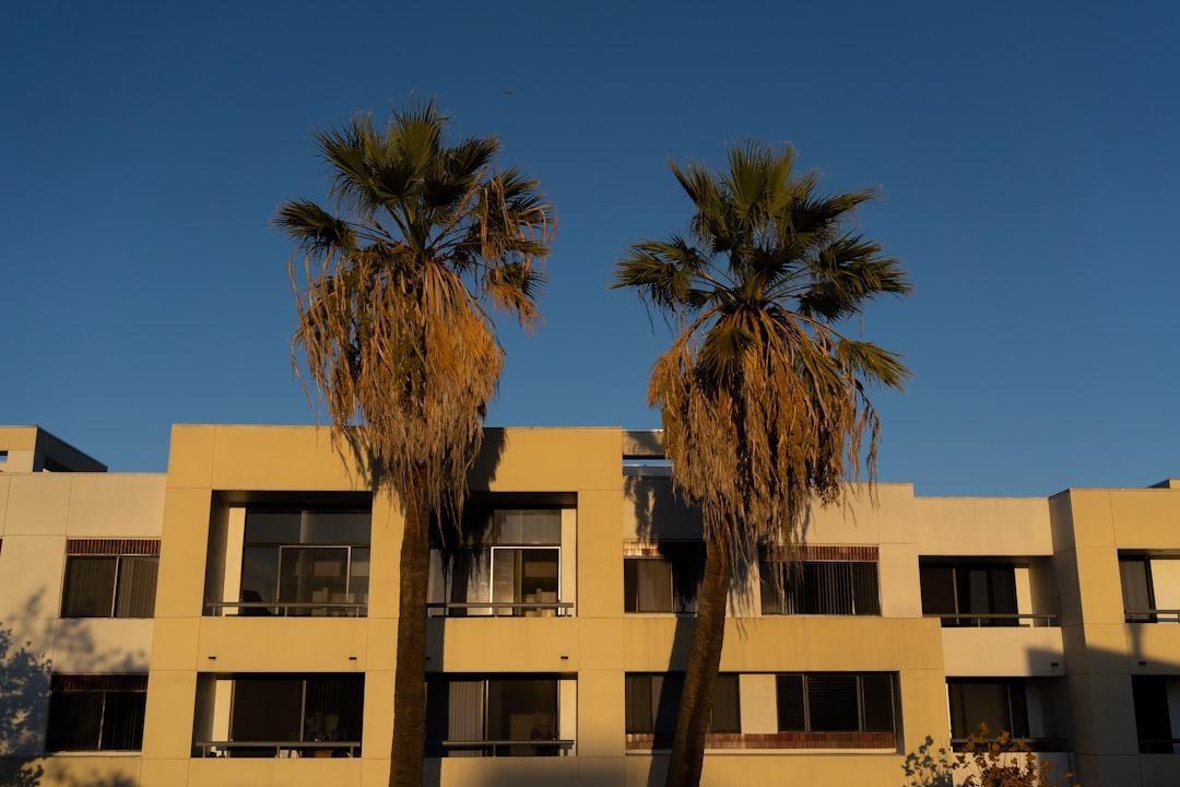palm tree near beige concrete building