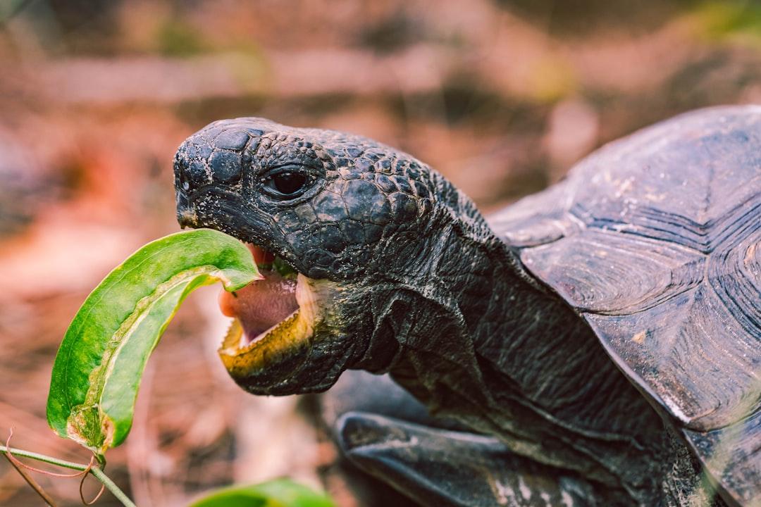 Snapped this image of an endangered gopher tortoise munching on some leafy snacks!