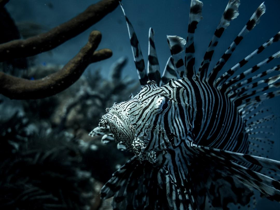 Lionfish on the coral reef in Turks and Caicos, at 90' depth