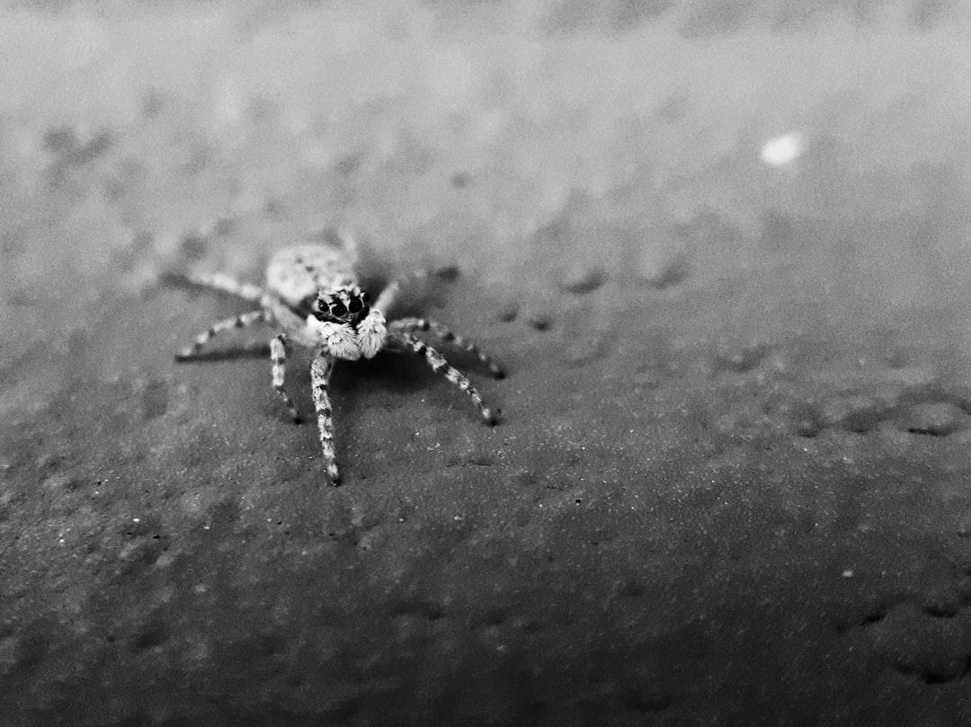 grayscale photo of a spider on a concrete wall