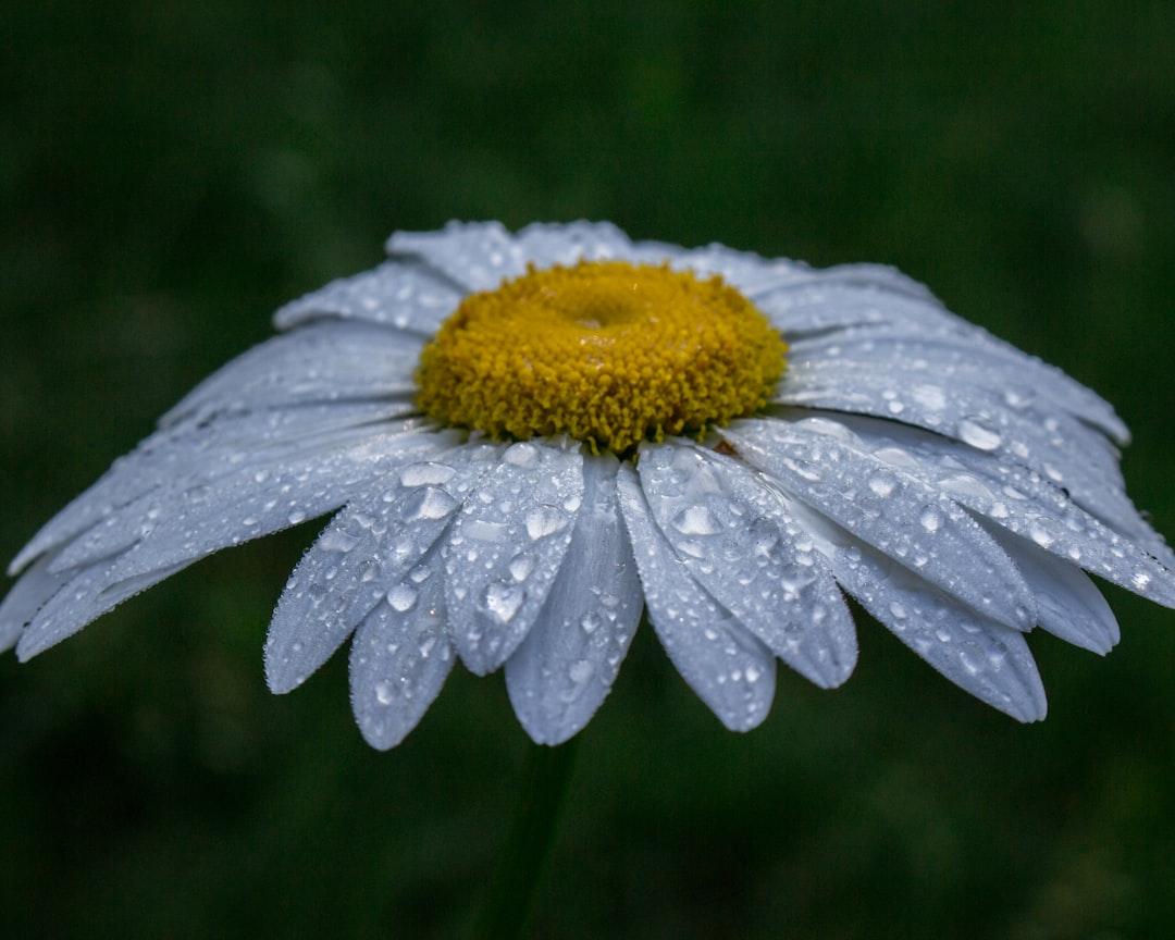 white daisy in bloom with dew drops