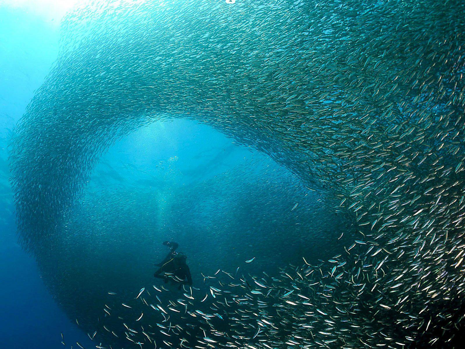 Sardine Run, Cape Town