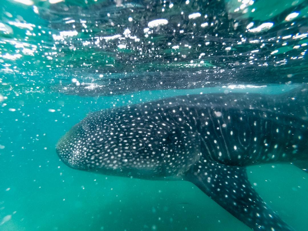 A whale shark swimming underwater in the Sea of Cortez by La Paz in Mexico | Check out my blog: matthewtrader.com/unsplash