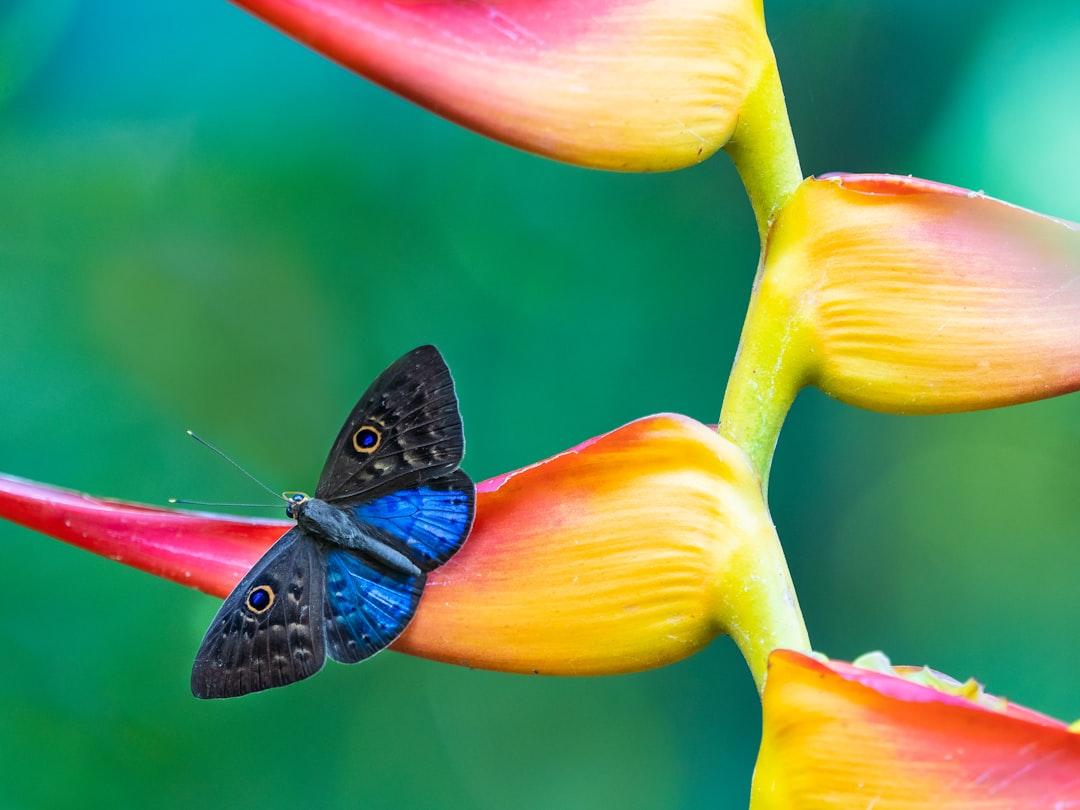 A naturalist guide on a tour of Manuel Antonio national park in Costa Rica spotted this Blue-winged Eurybia butterfly resting on a Heliconia plant.