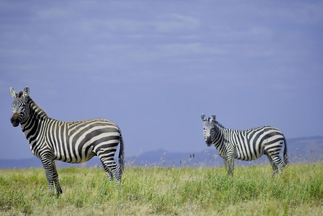 Two zebras in the wild