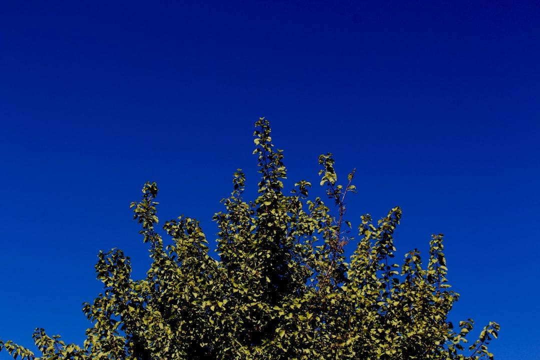 green and yellow leaf tree under blue sky during daytime